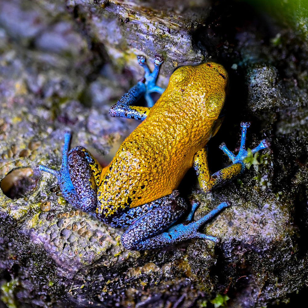 Oophaga pumilio 'Charco la Pava'