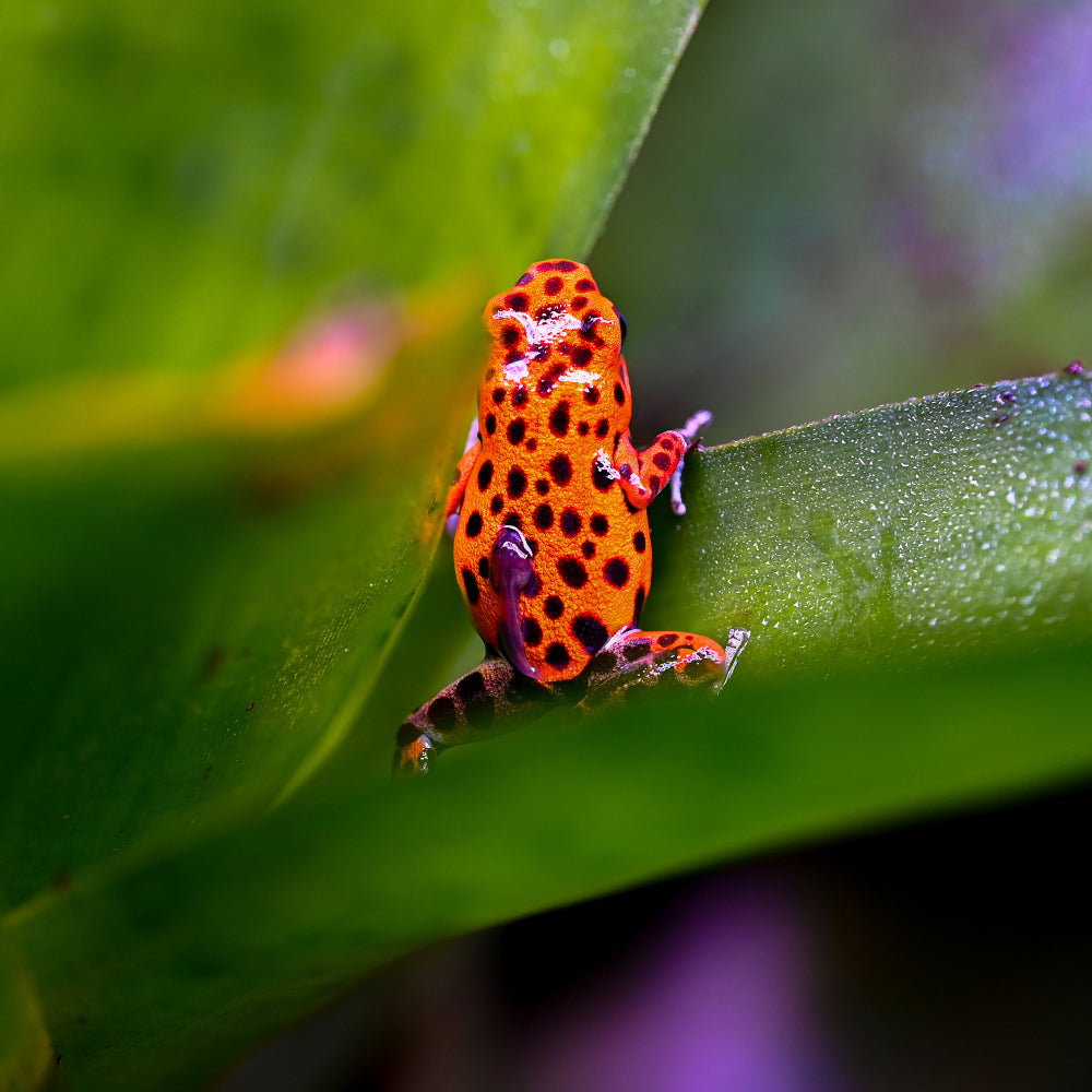 Oophaga pumilio 'Cemetery Bastimentos' - Red