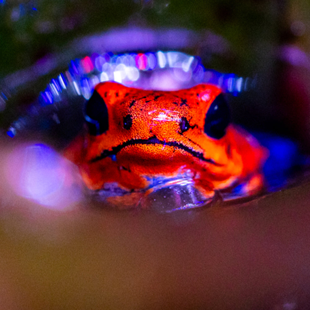 Oophaga typographica 'Blue Jeans'