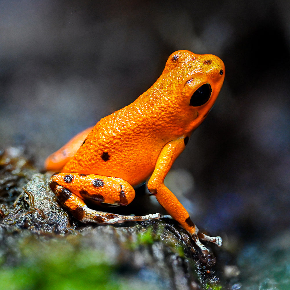 Oophaga pumilio 'Cemetery Bastimentos' - Spotless