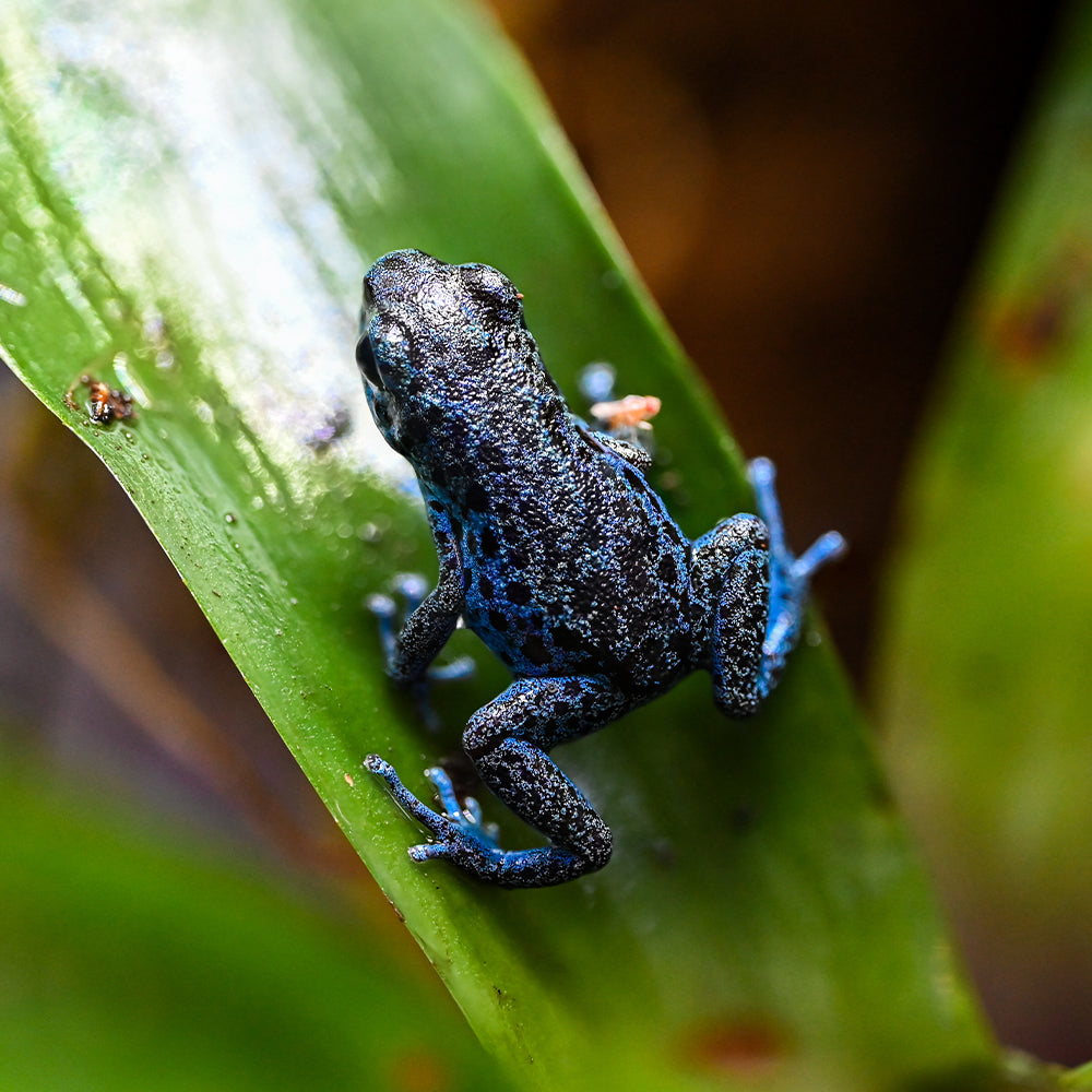 Oophaga pumilio 'Rio Colubre'