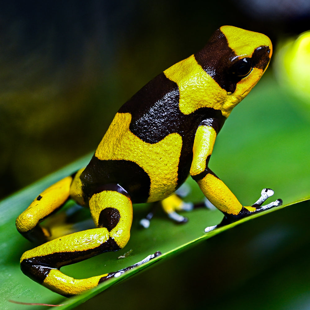 Oophaga lehmanni 'Yellow'