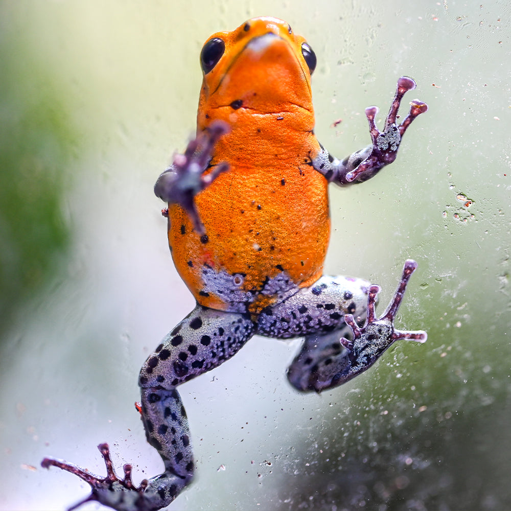 Oophaga pumilio 'Pico de Chiriqui'