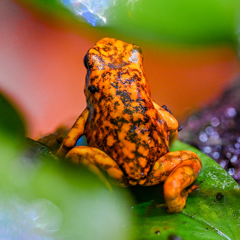 Oophaga sylvatica 'San Lorenzo'