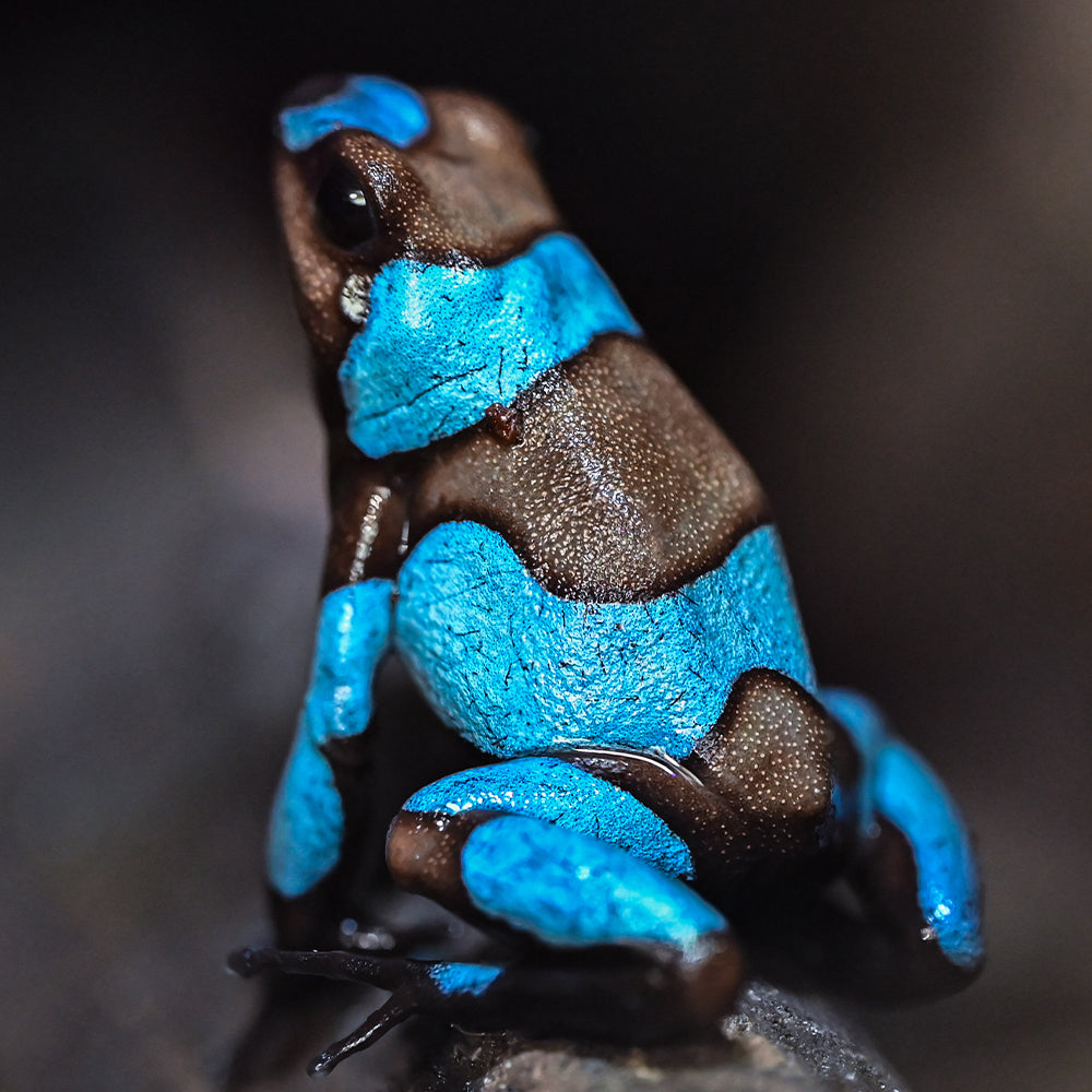 Oophaga histrionica 'Blue'