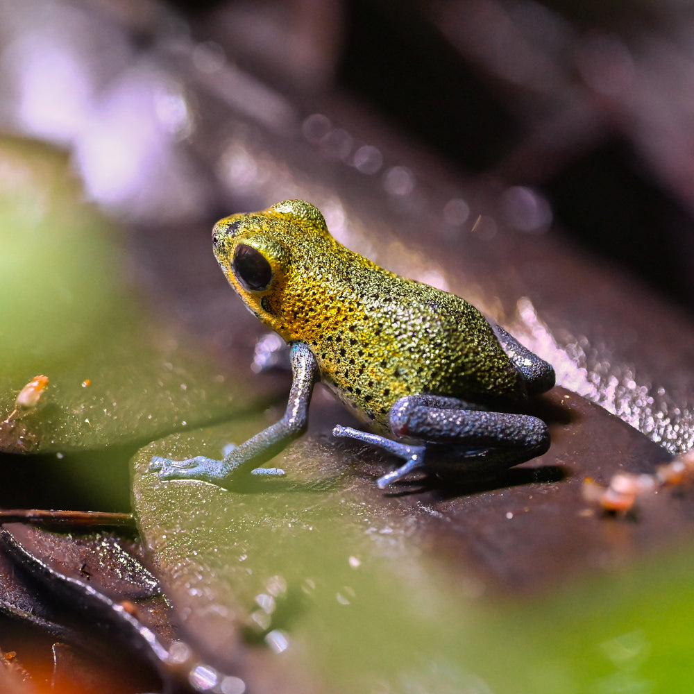 Oophaga pumilio 'Charco la Pava'