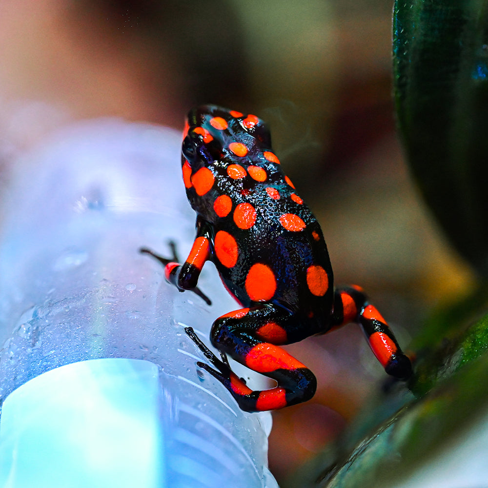 Oophaga solanensis 'Bahia Solano'