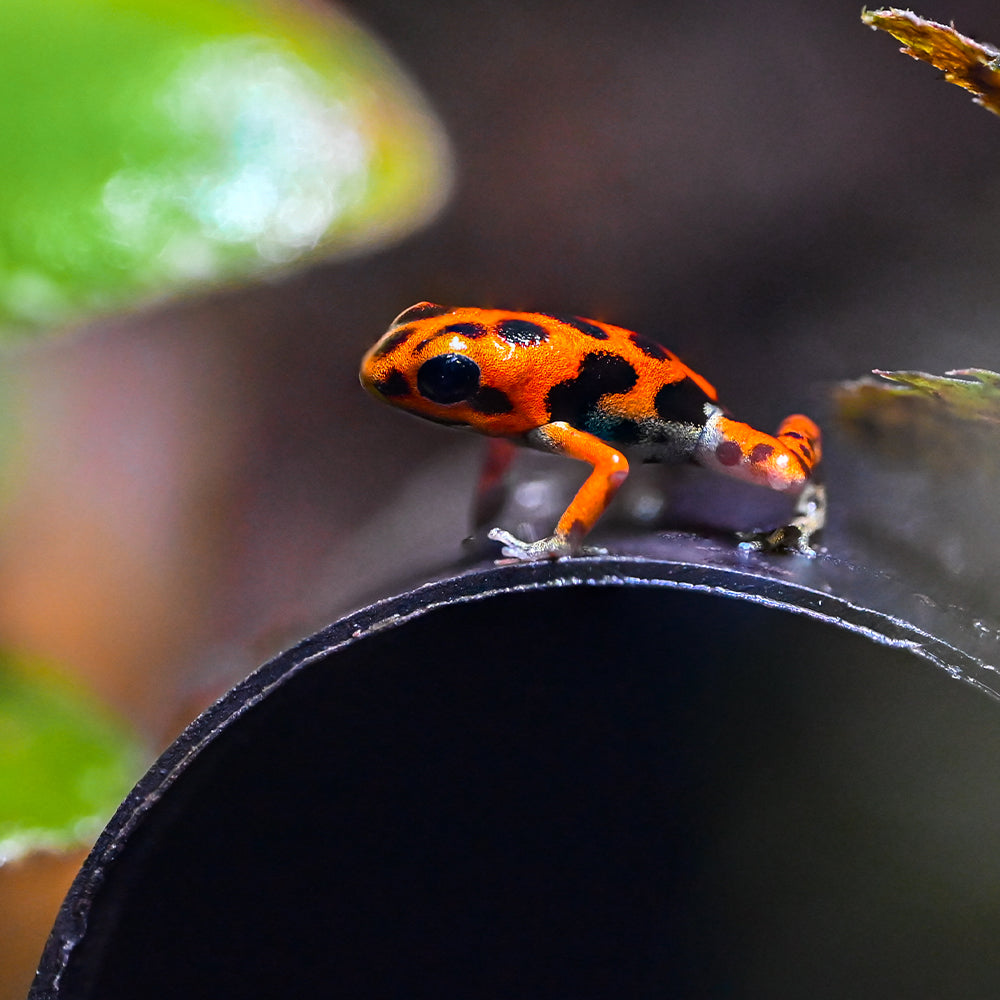 Oophaga pumilio 'Cemetery Bastimentos' - Orange