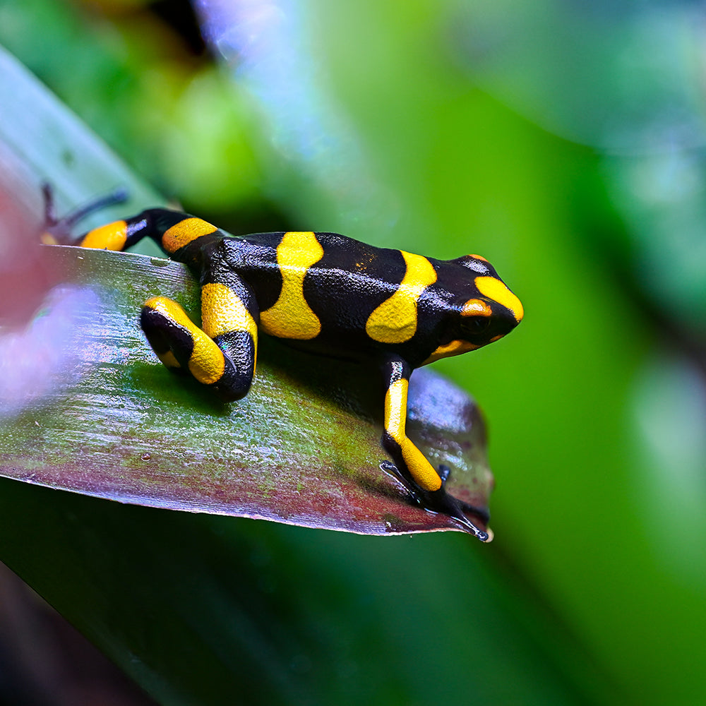Oophaga lehmanni 'Yellow'