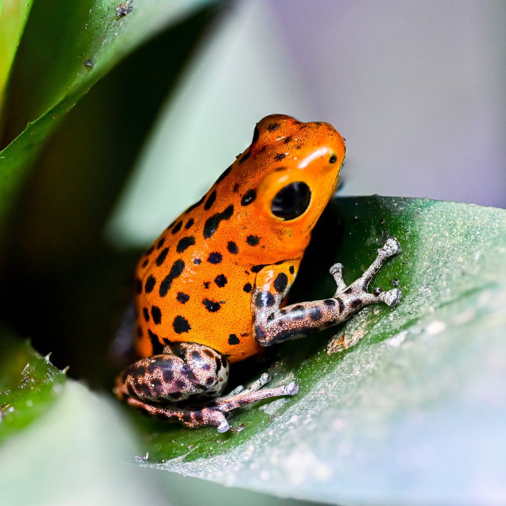 Oophaga pumilio 'Pico de Chiriqui'