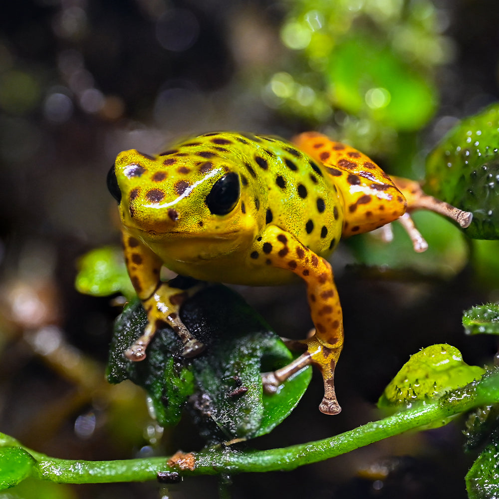 Oophaga pumilio 'Colon Drago'