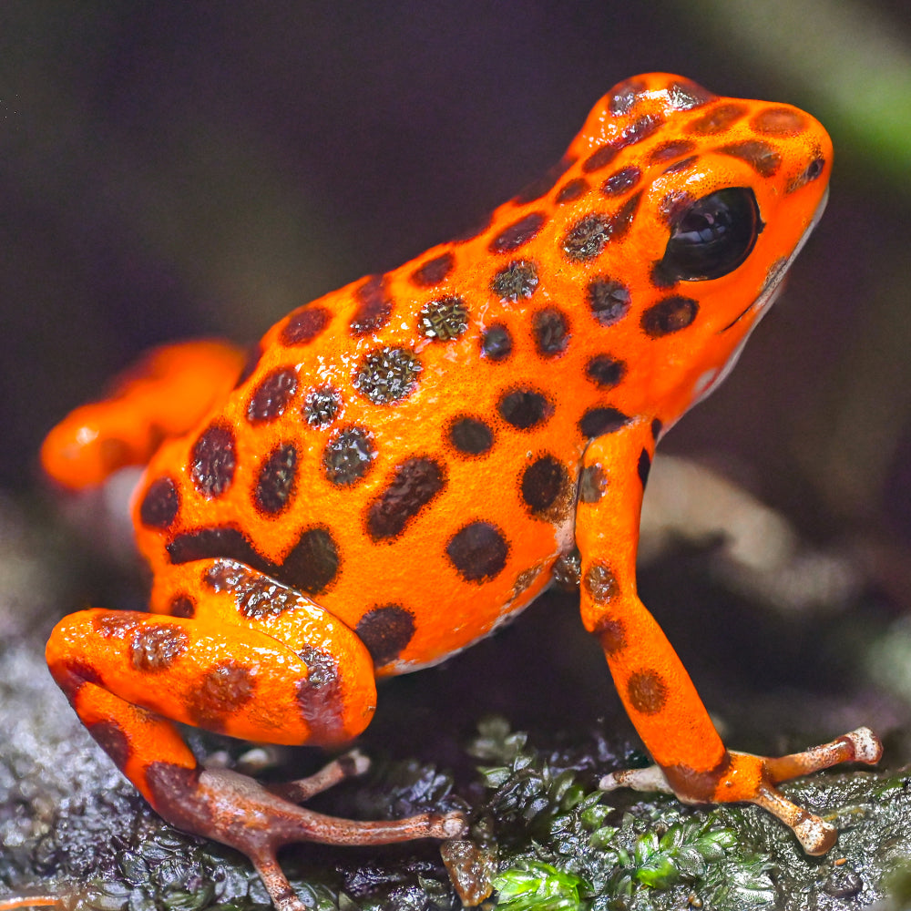 Oophaga pumilio 'Cemetery Bastimentos' - Orange