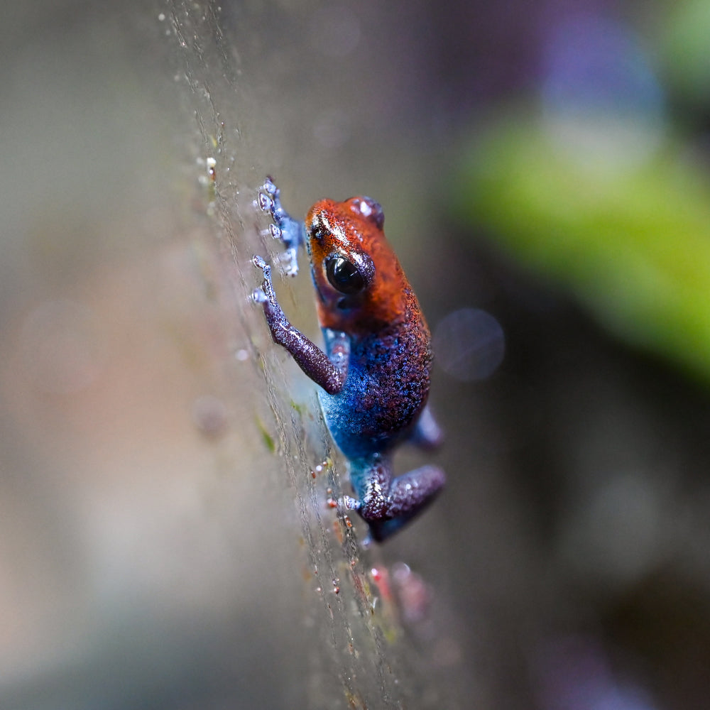 Oophaga pumilio 'Esperanza'