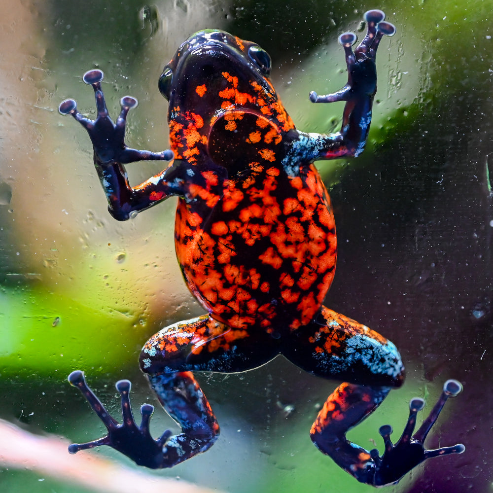 Oophaga sylvatica 'Pata Blanca'