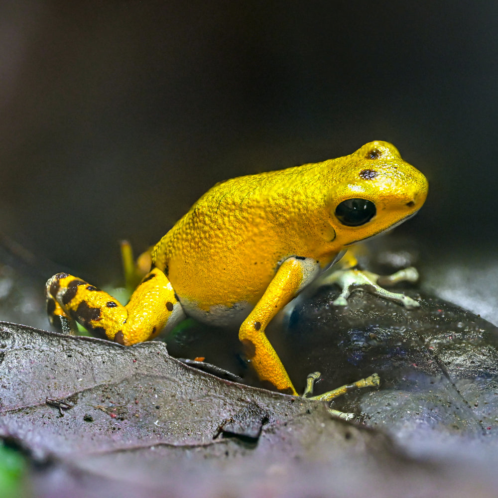 Oophaga pumilio 'Cemetery Bastimentos' - Spotless