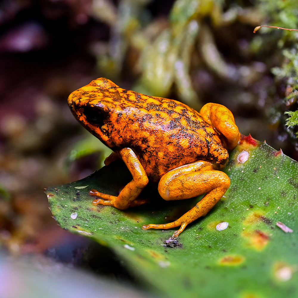Oophaga sylvatica 'San Lorenzo'