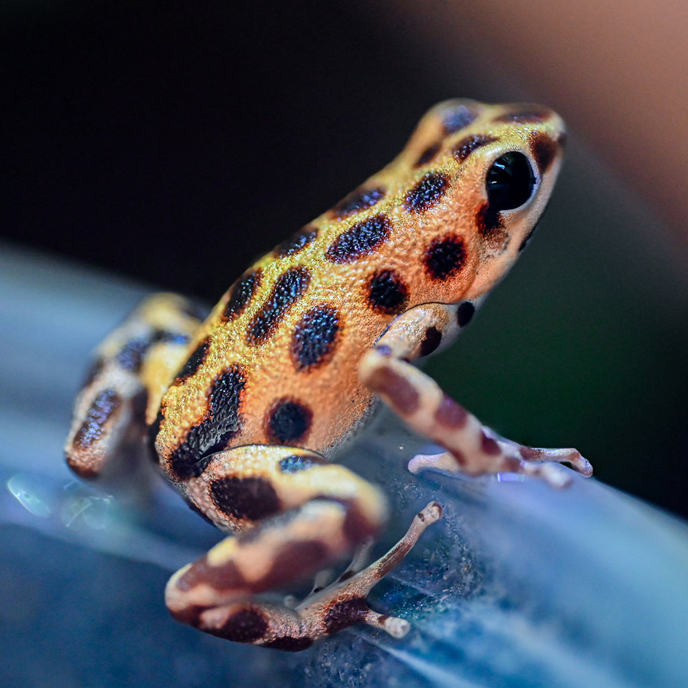Oophaga pumilio 'Bastimentos' - Gold Dust