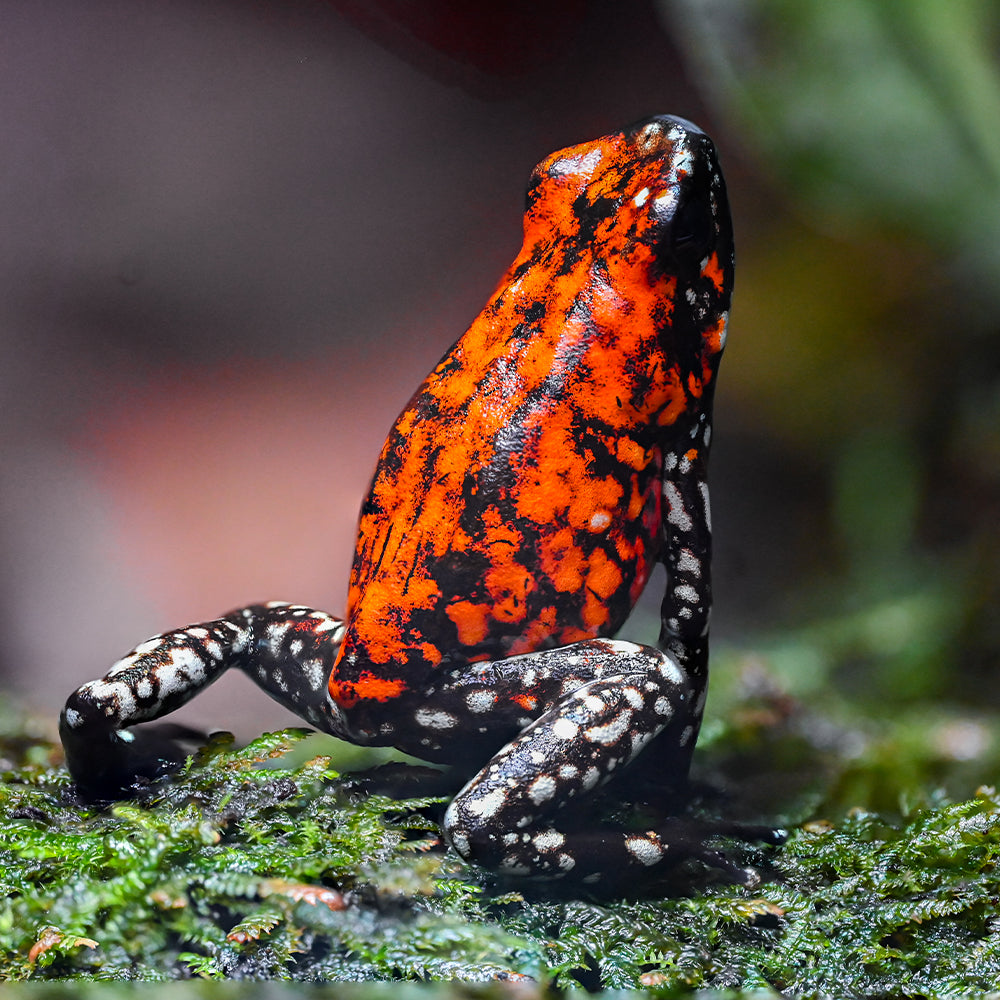 Oophaga sylvatica 'Pata Blanca'
