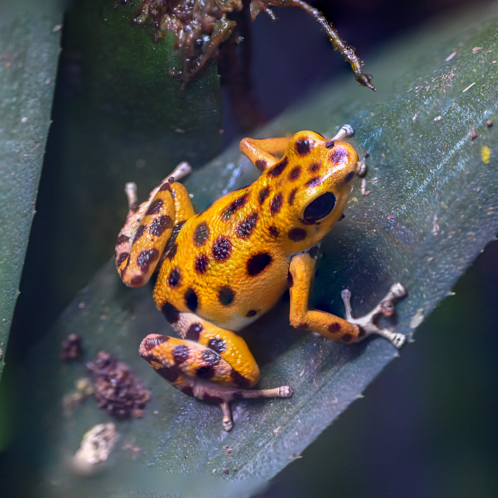 Oophaga pumilio 'Cemetery Bastimentos' - Yellow