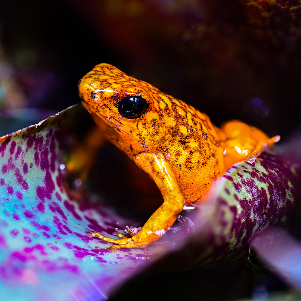 Oophaga sylvatica 'San Lorenzo'
