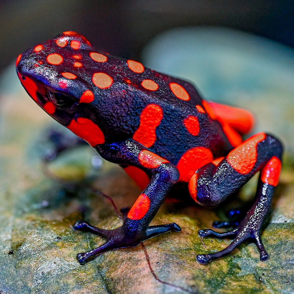 Oophaga solanensis 'Bahia Solano'
