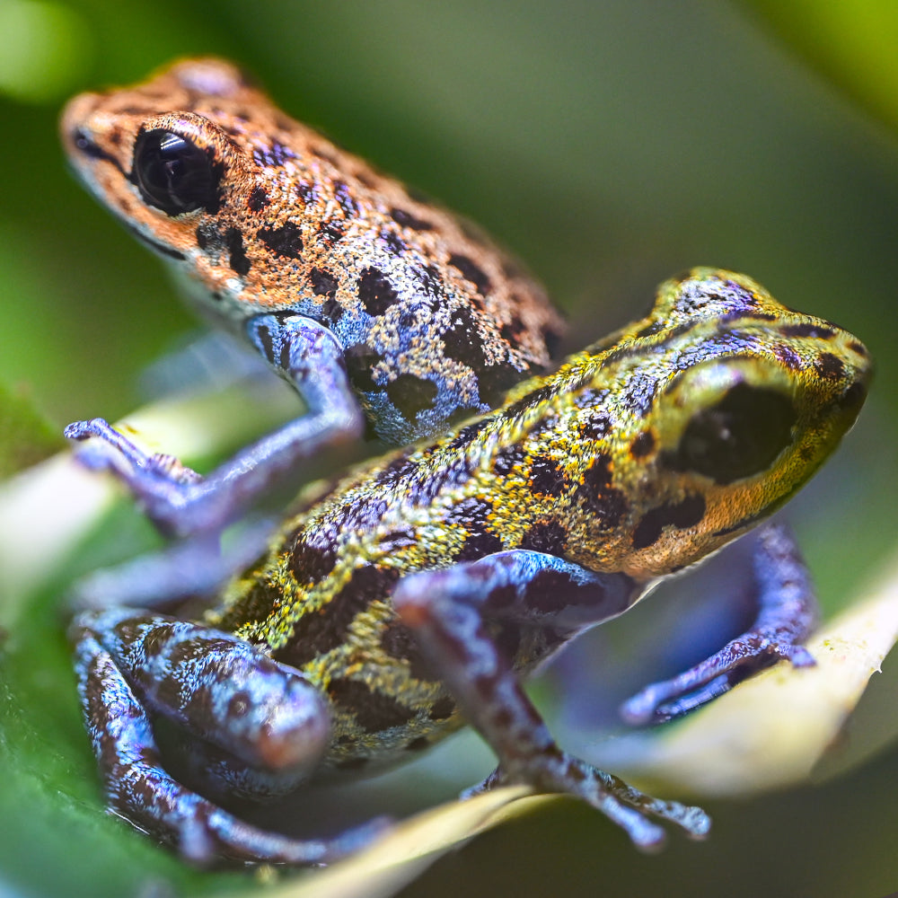 Oophaga pumilio 'Loma Colubre'