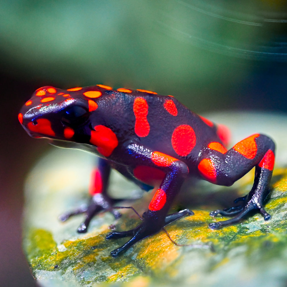 Oophaga solanensis 'Bahia Solano'