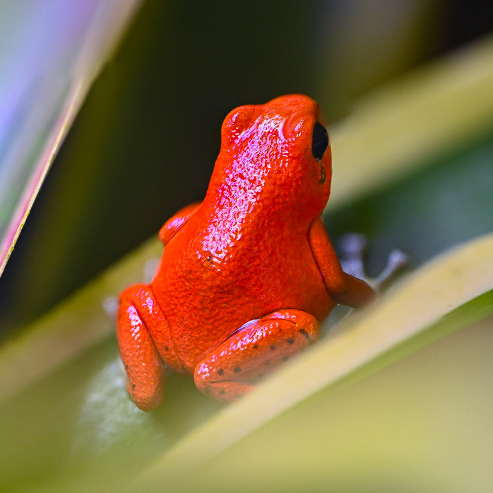Oophaga pumilio 'Bastimentos' - Red Frog Beach