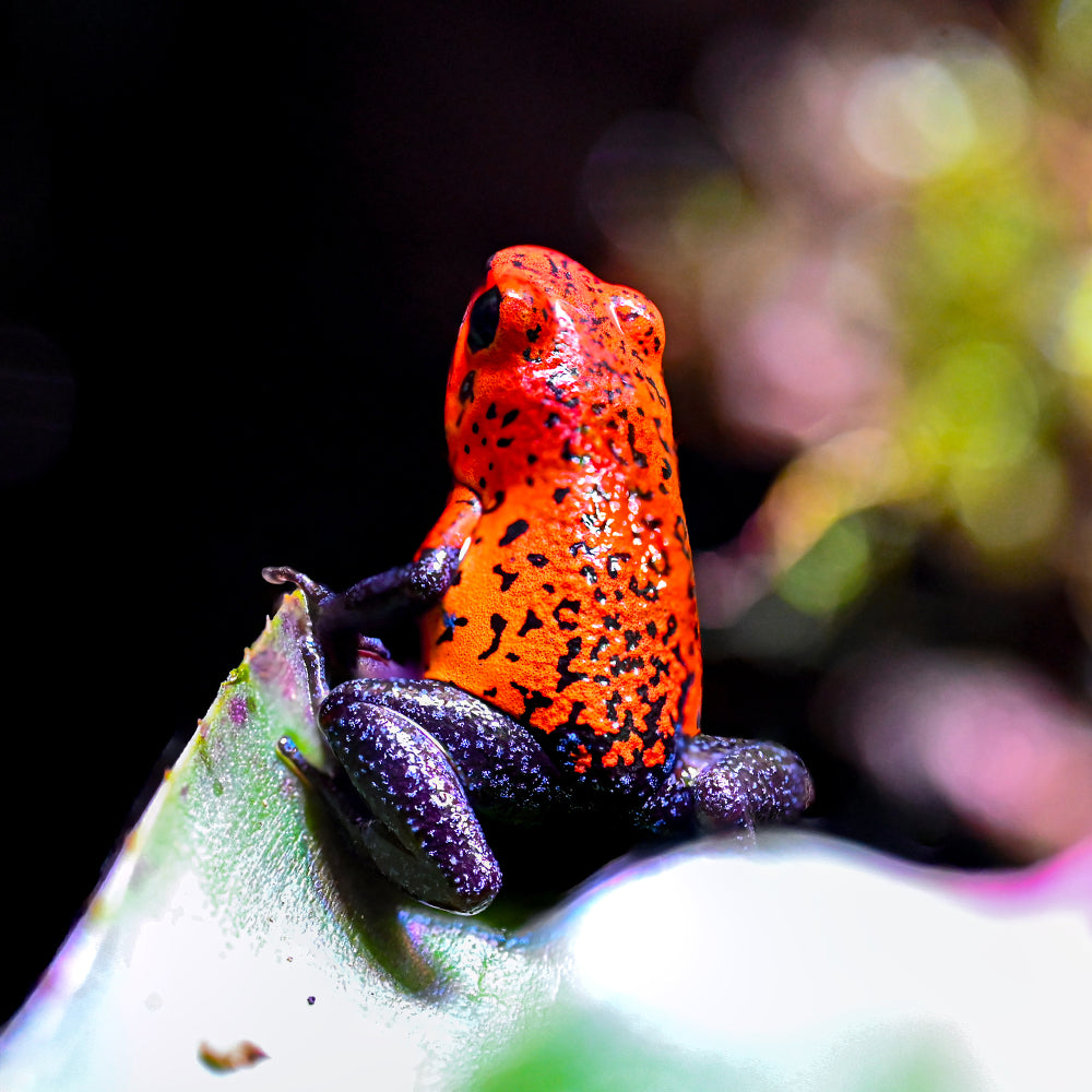 Oophaga typographica 'Blue Jeans'
