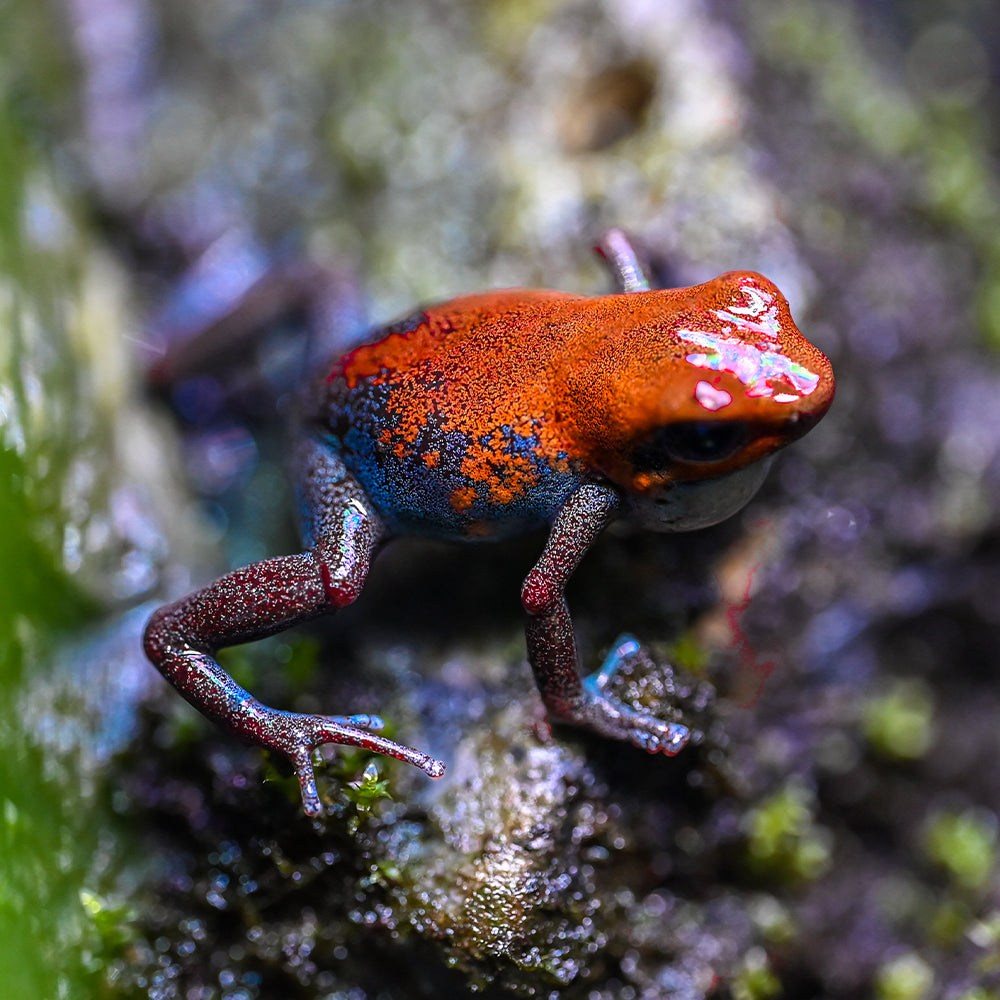 Oophaga pumilio 'Esperanza'