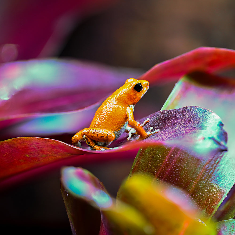 Oophaga pumilio 'Cemetery Bastimentos' - Spotless
