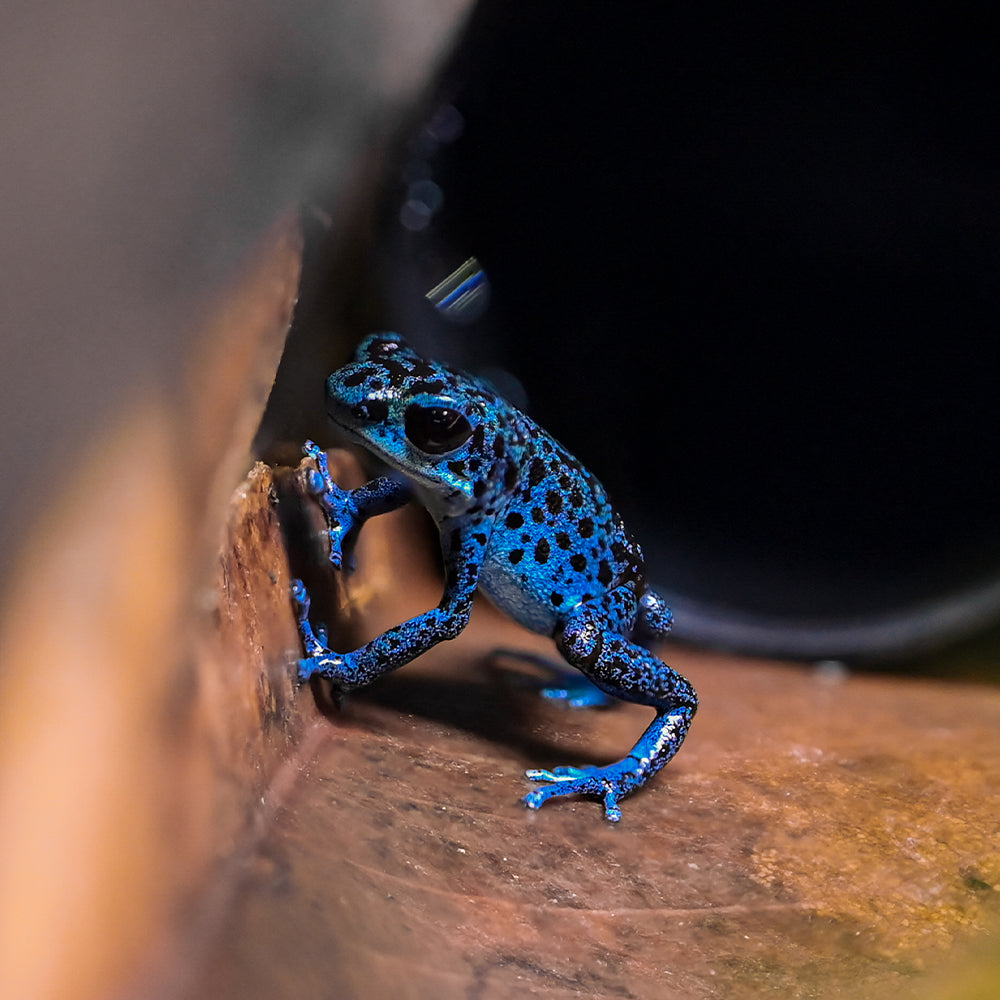 Oophaga pumilio 'Rio Colubre'