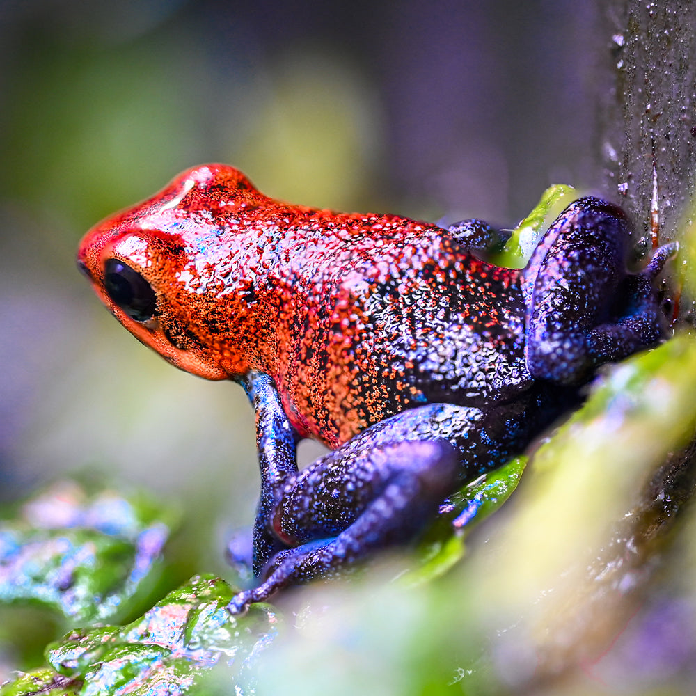 Oophaga pumilio 'Valle del Rey'