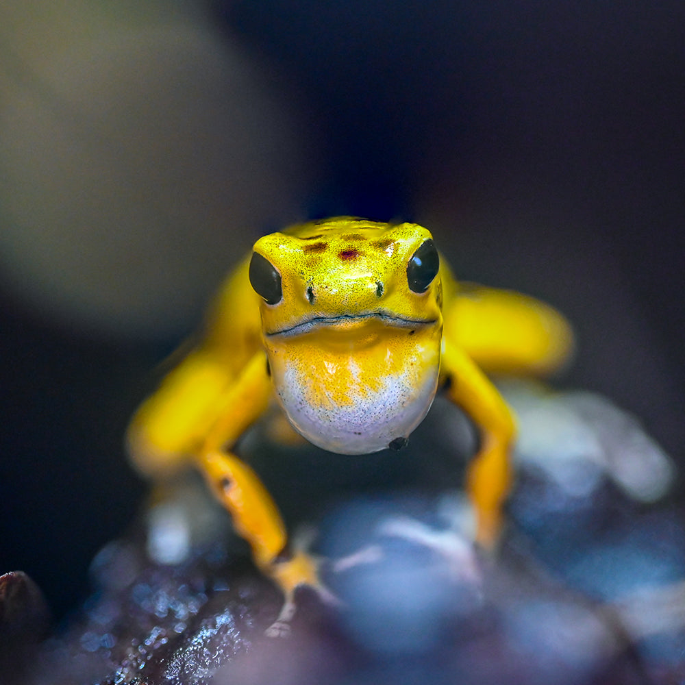 Oophaga pumilio 'Cemetery Bastimentos' - Yellow