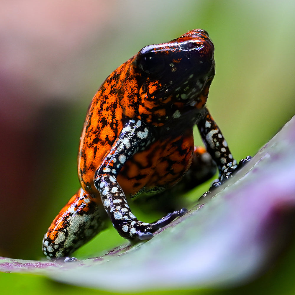 Oophaga sylvatica 'Pata Blanca'