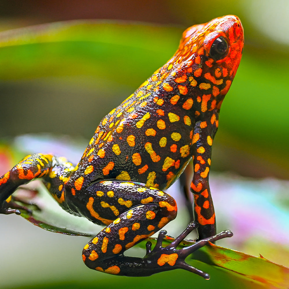 Oophaga histrionica 'Redhead - Small Form'