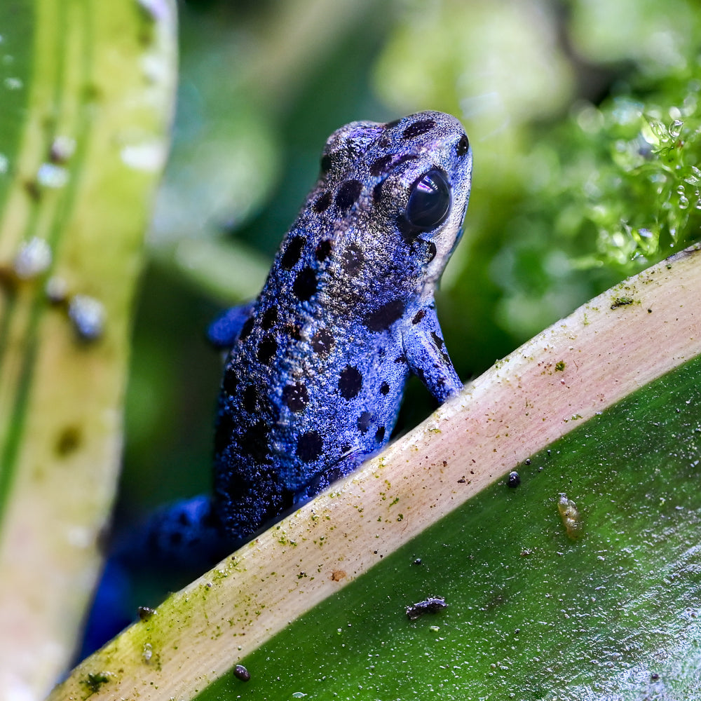 Oophaga pumilio 'Inland Colubre'