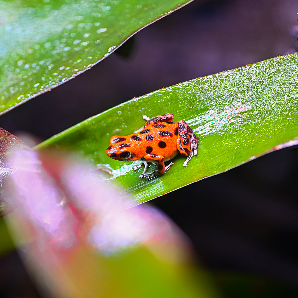 Oophaga pumilio 'Cemetery Bastimentos' - Orange