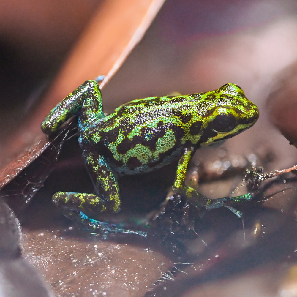 Oophaga vicentei 'Blue Green'