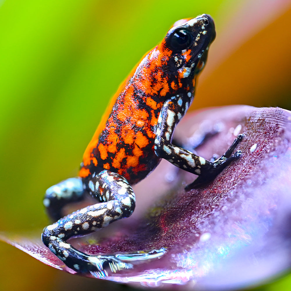 Oophaga sylvatica 'Pata Blanca'
