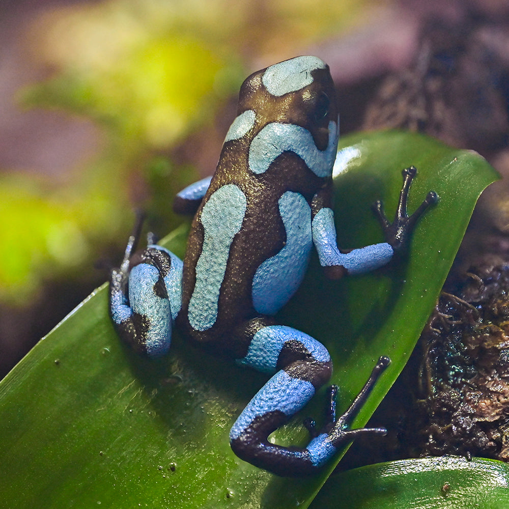 Oophaga histrionica 'Blue'