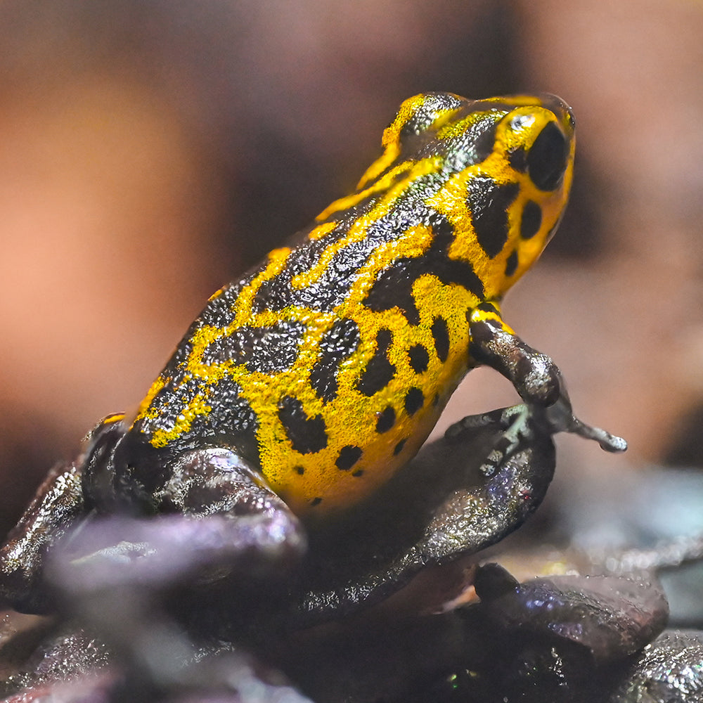 Oophaga pumilio 'Guarumo'