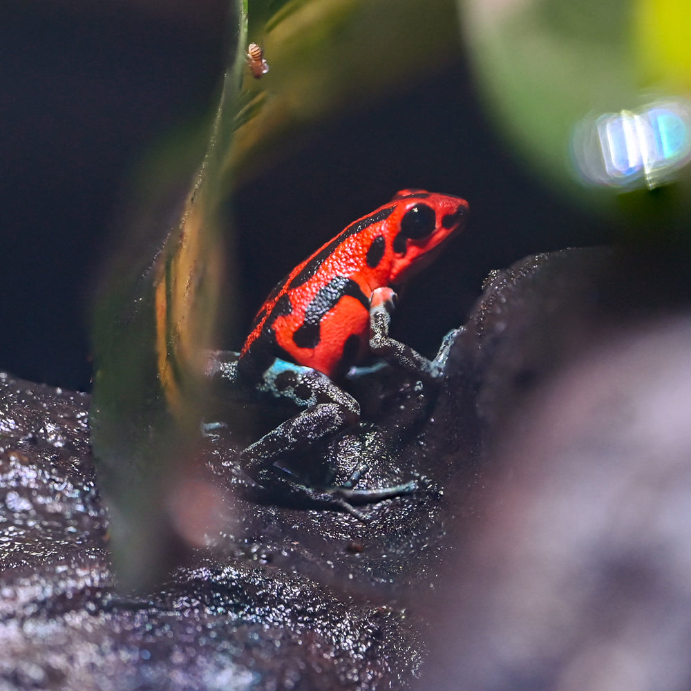 Oophaga pumilio 'Rio Branco'