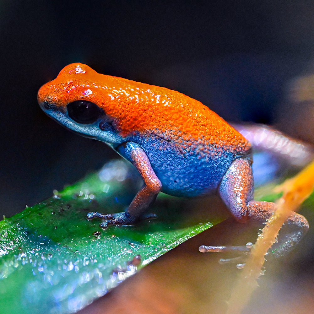 Oophaga pumilio 'Escudo'
