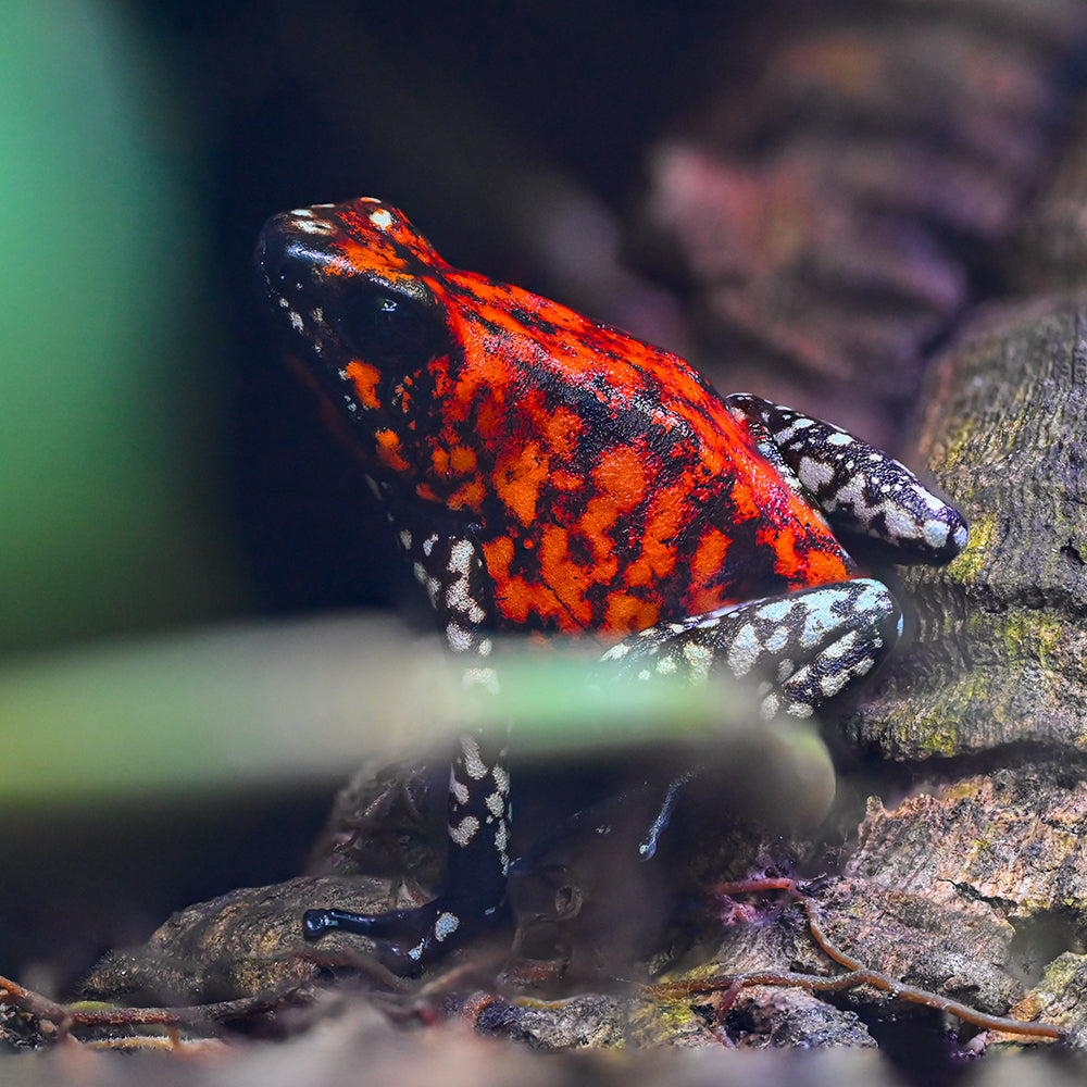 Oophaga sylvatica 'Pata Blanca'