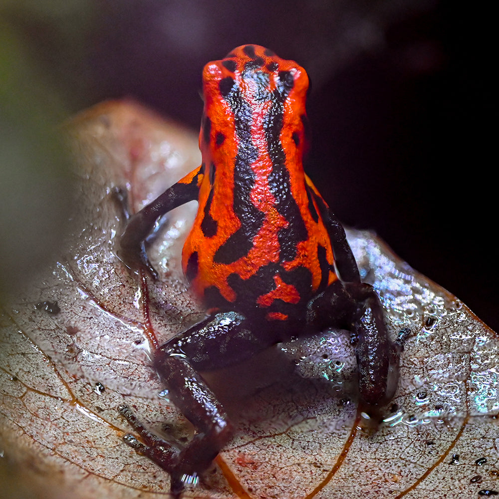 Oophaga pumilio 'Rio Branco'