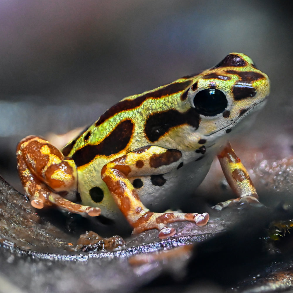 Oophaga pumilio 'Bastimentos' - Gold Dust