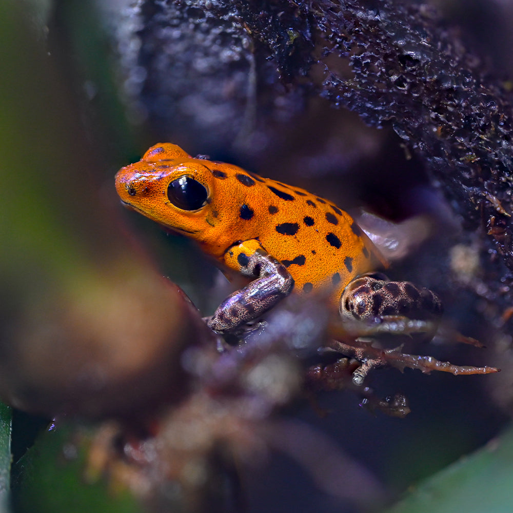 Oophaga pumilio 'Pico de Chiriqui'
