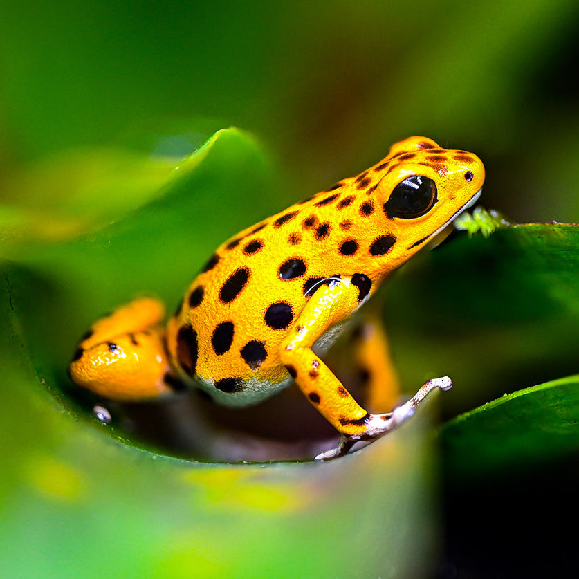 Oophaga pumilio 'Cemetery Bastimentos' - Yellow