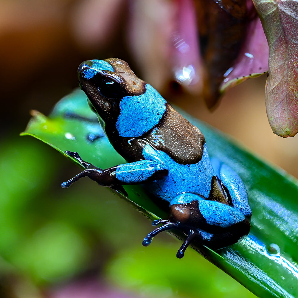 Oophaga histrionica 'Blue'